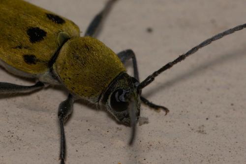 Chlorophorus glabromaculatus